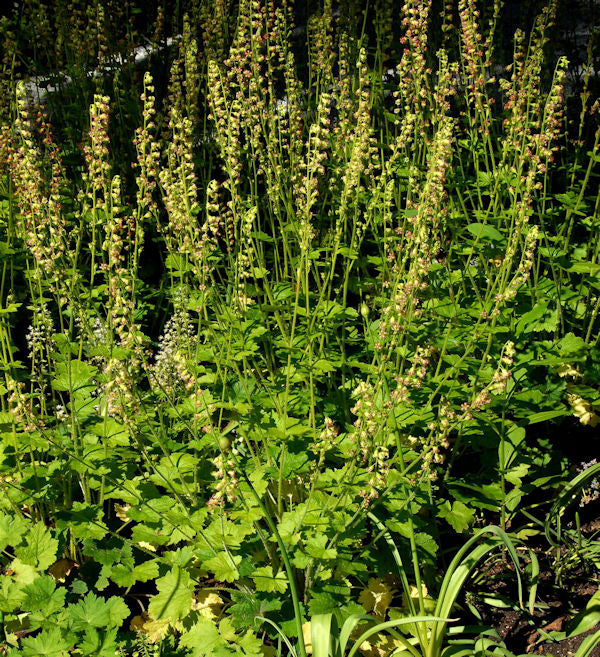  Falsche Allraunwurzel - Tellima Grandiflora