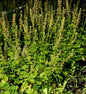  Falsche Allraunwurzel - Tellima Grandiflora