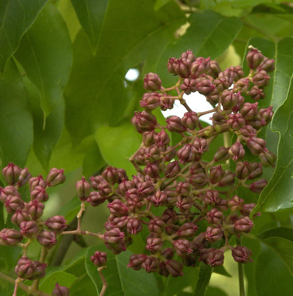  Bienenbaum - Samthaarige Stinkesche 80-100cm - Tetradium Daniellii