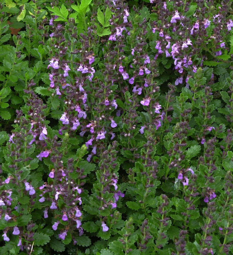  Echter Gamander Nanum - Teucrium Chamaedrys