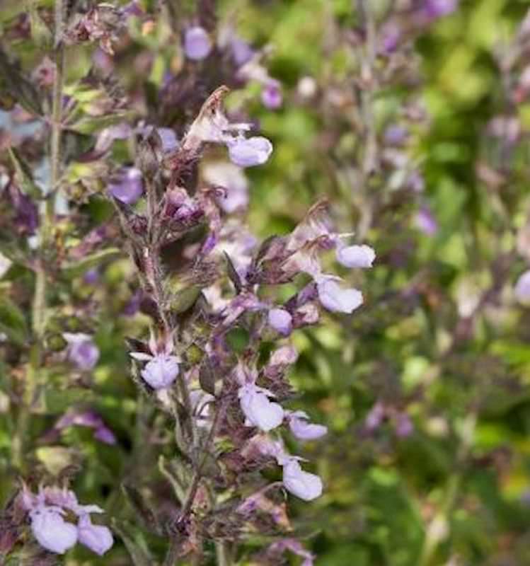  Kaukasus Gamander Paradise Delight - Teucrium Hyranicum