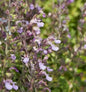  Kaukasus Gamander Paradise Delight - Teucrium Hyranicum
