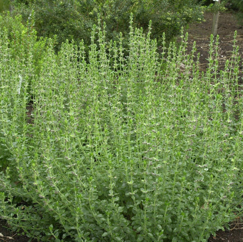  Edelgamander 20-30cm - Teucrium Lucidrys
