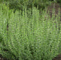  Edelgamander 20-30cm - Teucrium Lucidrys