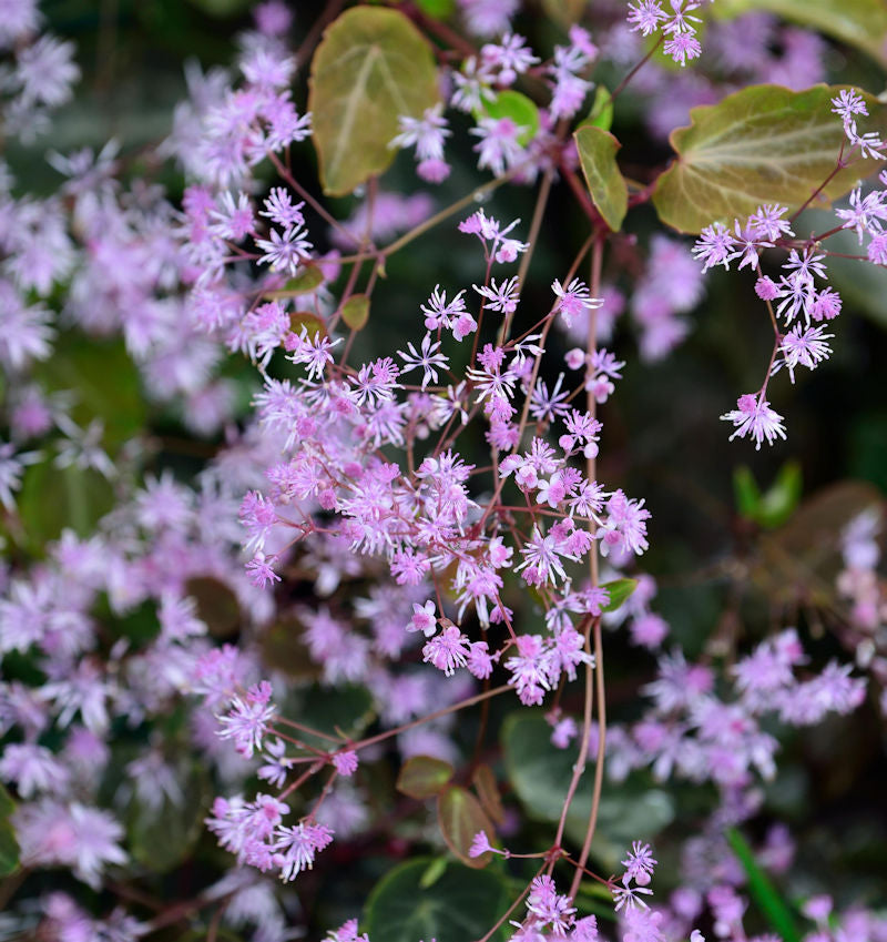  Akeleiblättrige Wiesenraute Black Stockings - Thalictrum Aquilegifolium