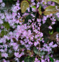  Akeleiblättrige Wiesenraute Black Stockings - Thalictrum Aquilegifolium