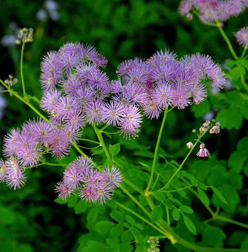  Akeleiblättrige Wiesenraute Thundercloud - Thalictrum Aquilegifolium