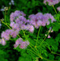  Akeleiblättrige Wiesenraute Thundercloud - Thalictrum Aquilegifolium