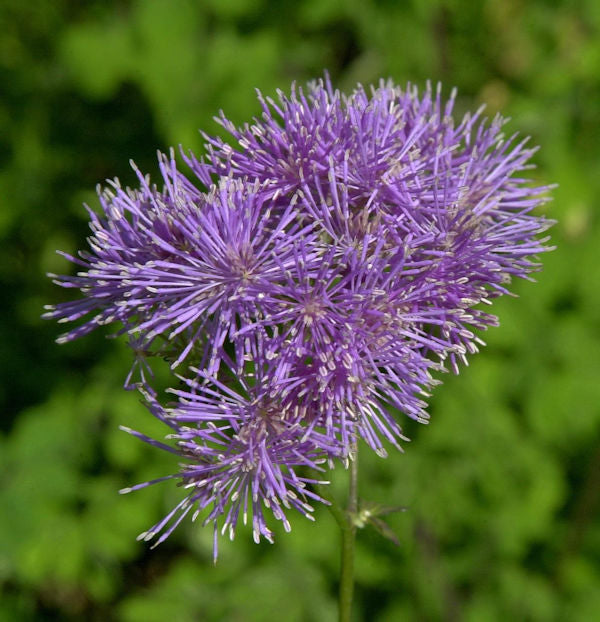 Akeleiblättrige Wiesenraute - Thalictrum Aquilegifolium