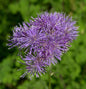  Akeleiblättrige Wiesenraute - Thalictrum Aquilegifolium
