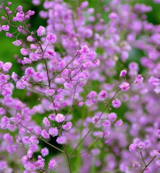  Chinesische Wiesenraute Hewitt Double - Thalictrum Delavayi