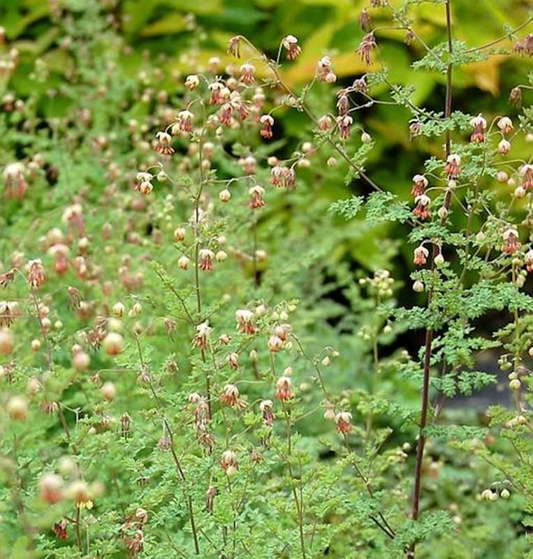  Kleines Wiesenraute - Thalictrum Isopyroides