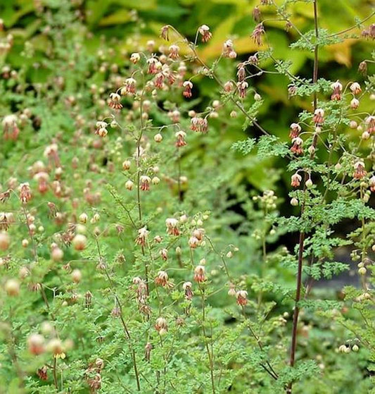  Kleines Wiesenraute - Thalictrum Isopyroides