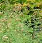  Kleines Wiesenraute - Thalictrum Isopyroides