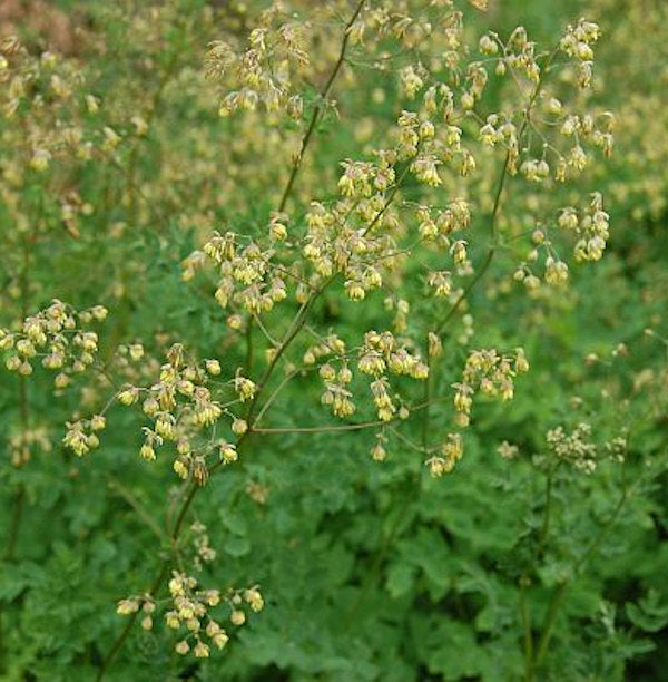  Kleine Wiesenraute - Thalictrum Minus