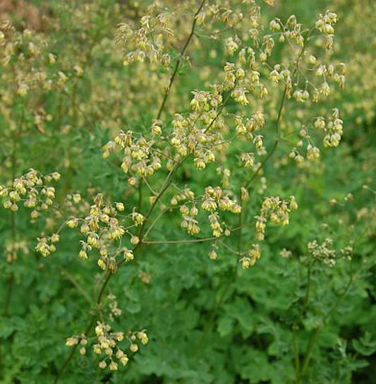  Kleine Wiesenraute - Thalictrum Minus
