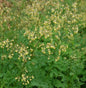  Kleine Wiesenraute - Thalictrum Minus