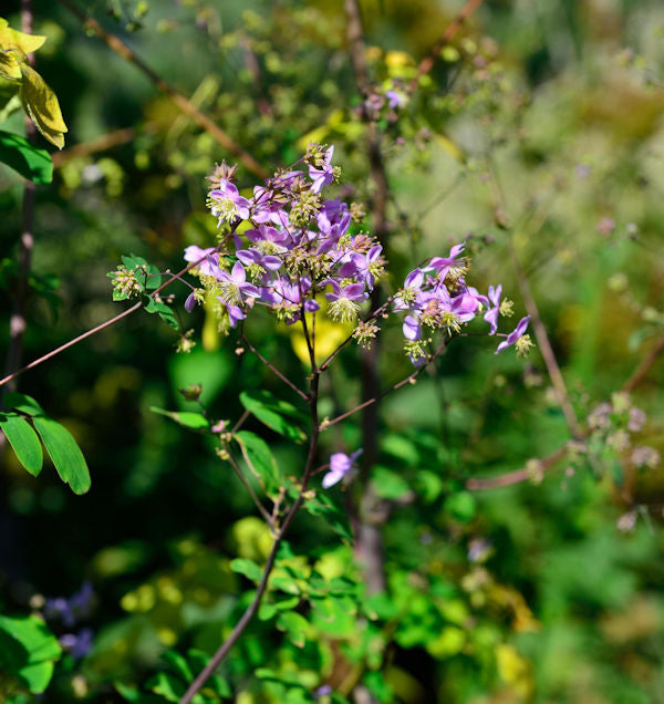  Prächtige Wiesenraute - Thalictrum Rochebrunianum