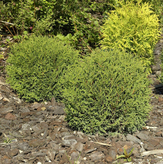  Kugel Lebensbaum Danica 40-50cm - Thuja Occidentalis