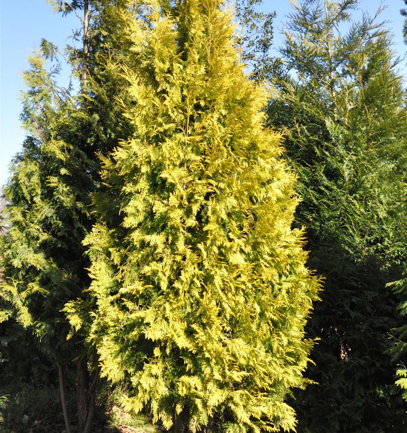  Lebensbaum Europa Gold 100-125cm - Thuja Occidentalis
