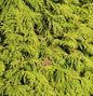  Lebensbaum King Of Brabant 40-60cm - Thuja Occidentalis