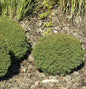  Kuschellebensbaum Teddy 15-20cm - Thuja Occidentalis