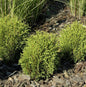  Lebensbaum Tiny Tim 20-25cm - Thuja Occidentalis