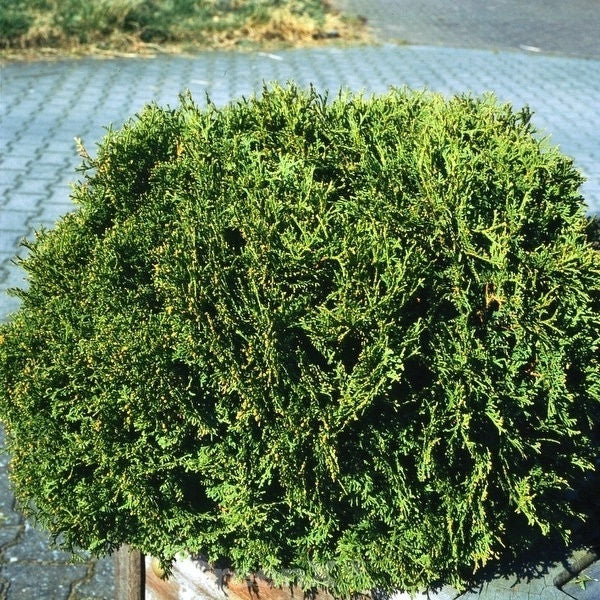  Zwerg Lebensbaum Recurva Nana 25-30cm - Thuja Occidentalis