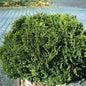  Zwerg Lebensbaum Recurva Nana 30-40cm - Thuja Occidentalis