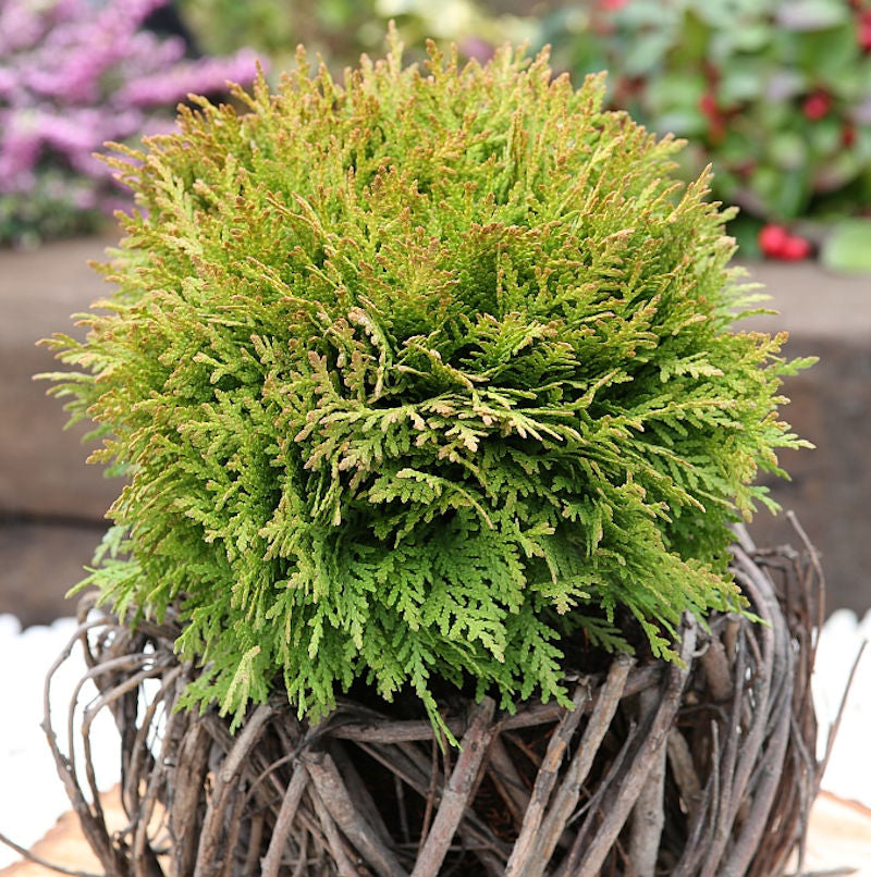  Kugel Lebensbaum Mirjam® 15-20cm - Thuja Occidentalis