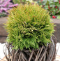  Kugel Lebensbaum Mirjam® 15-20cm - Thuja Occidentalis