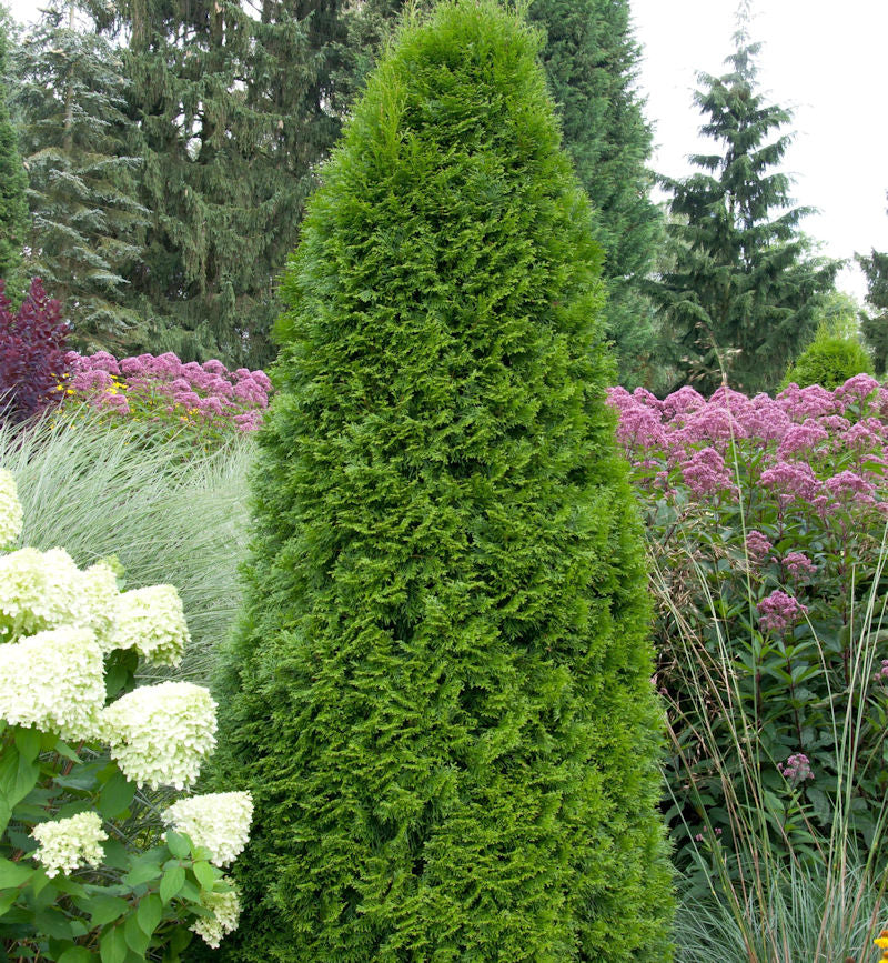  Smaragd Lebensbaum 20-30cm - Thuja Occidentalis