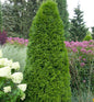  Smaragd Lebensbaum 20-30cm - Thuja Occidentalis