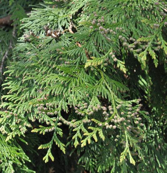  Lebensbaum Martin 40-60cm - Thuja Plicata