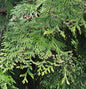  Lebensbaum Martin 40-60cm - Thuja Plicata