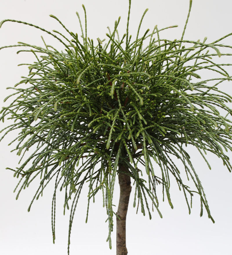  Hochstamm Faden Lebensbaum Whipcord 60-80cm - Thuja Plicata