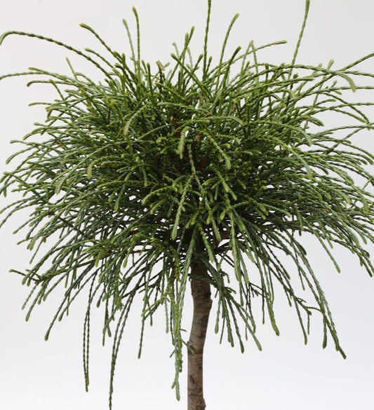  Hochstamm Faden Lebensbaum Whipcord 60-80cm - Thuja Plicata