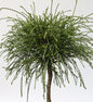  Hochstamm Faden Lebensbaum Whipcord 60-80cm - Thuja Plicata
