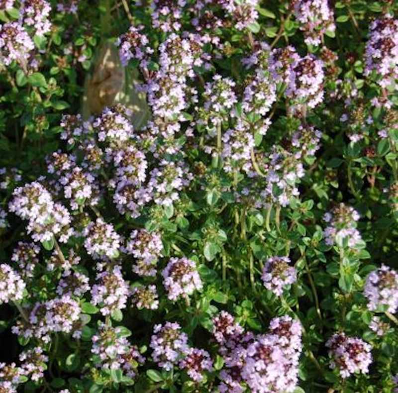  Echter Zitronen Thymian - Thymus Citriodorus