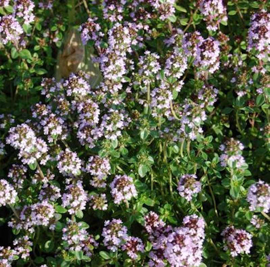  Echter Zitronen Thymian - Thymus Citriodorus