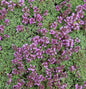  Polsterthymian Pseudolanuginosus - Thymus Praecox
