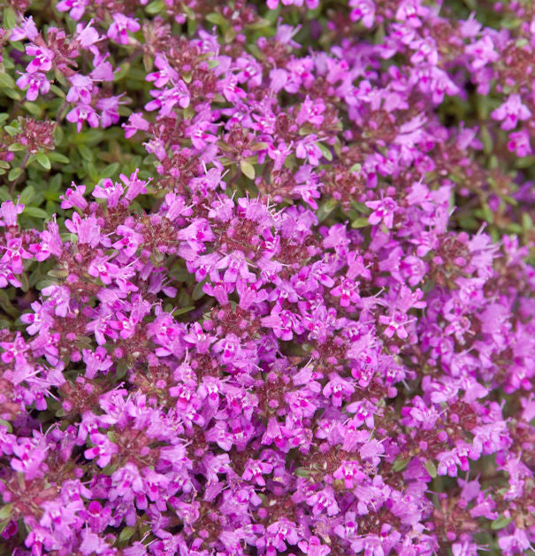  Polsterthymian Purple Beauty - Thymus Praecox