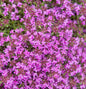  Polsterthymian Purple Beauty - Thymus Praecox
