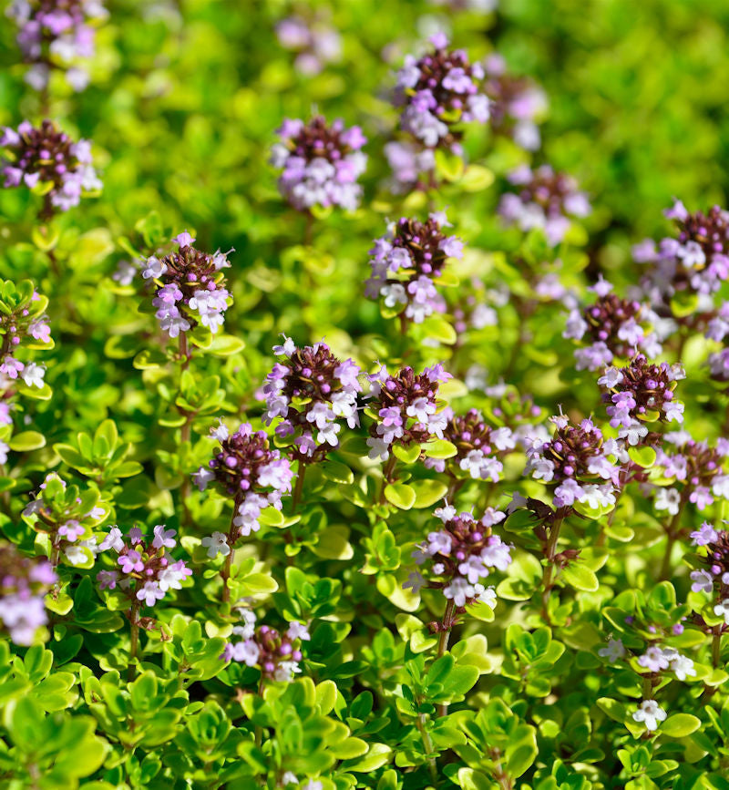  Breitblättrige Thymian E.B.Anderson - Thymus Pulegioides