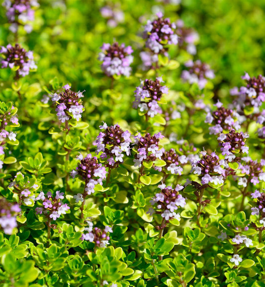  Breitblättrige Thymian E.B.Anderson - Thymus Pulegioides