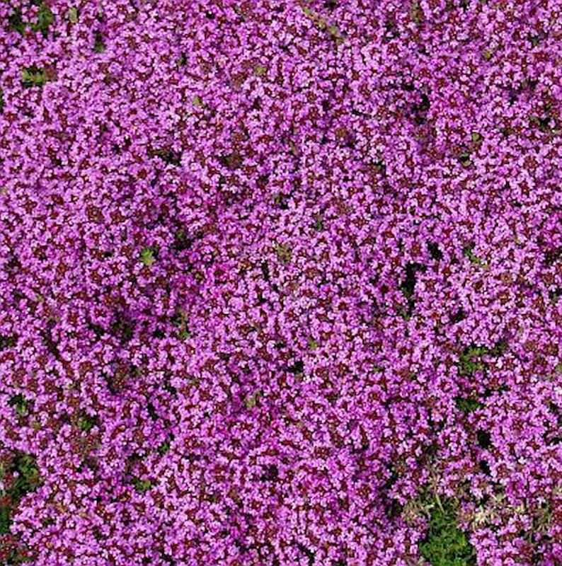  Zitronenquendel Coccineus - Thymus Serpyllum