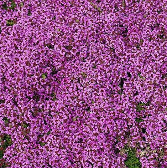  Zitronenquendel Coccineus - Thymus Serpyllum