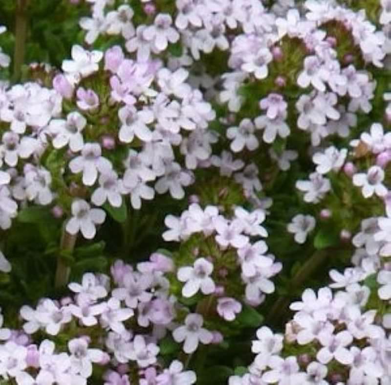  Orangen Thymian - Thymus Vulgaris