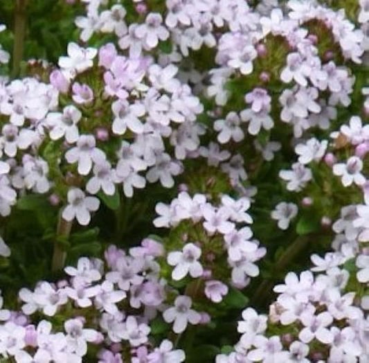  Orangen Thymian - Thymus Vulgaris