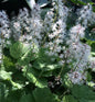  Herzblättrige Schaumblüte Moorgrün - Tiarella Cordifolia